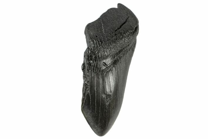Partial Megalodon Tooth - South Carolina #172207
